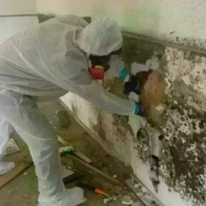 Mold Remediation and Removal in Emerson Hill, NY